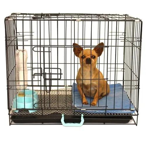 台风天遛狗太不友好了,台风天出门遛狗