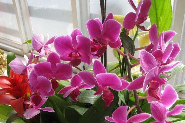 养蝴蝶兰记住这几点,养蝴蝶兰花有什么技巧