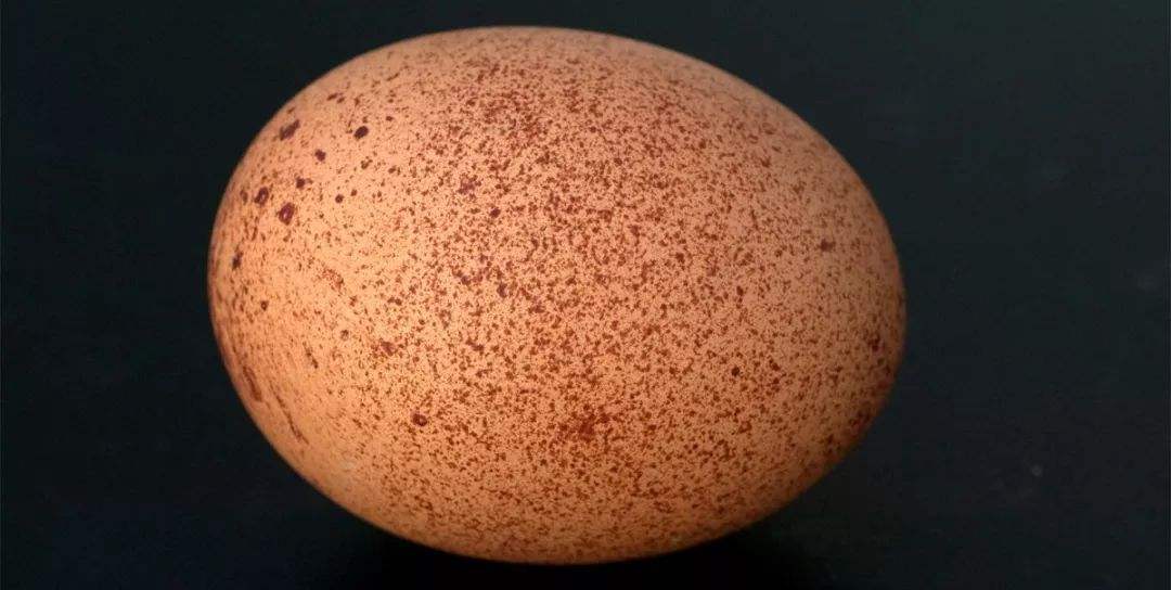 如何做蛋黄给六个月的婴儿吃,6个月宝宝吃蛋黄的正确做法