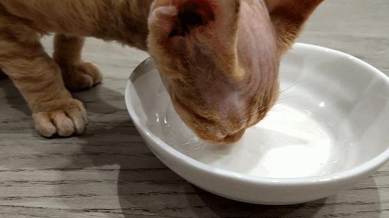 烘焙用的和面机建议买哪种,烘焙店用什么和面机