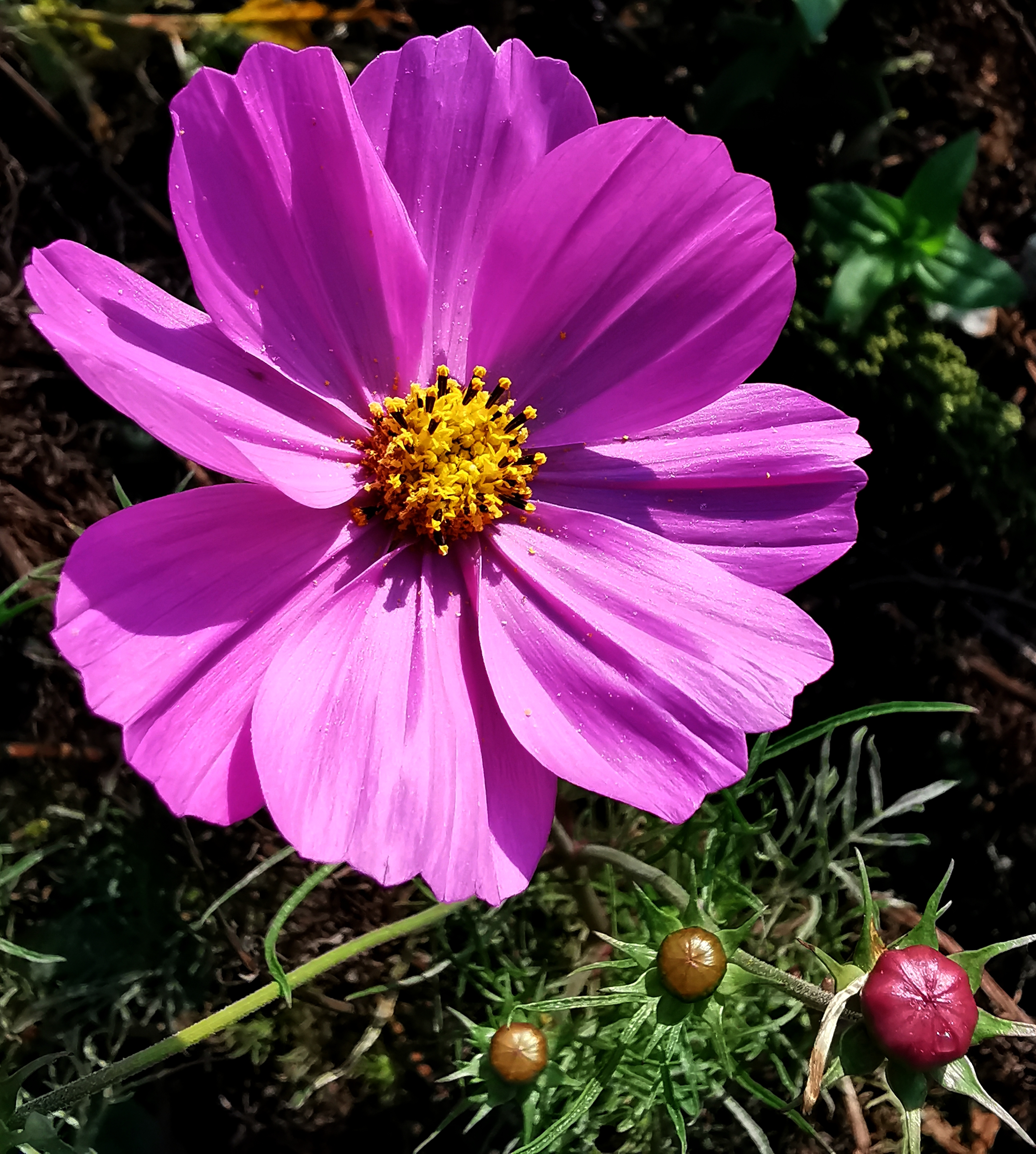 长虹公园小花美（手机拍）