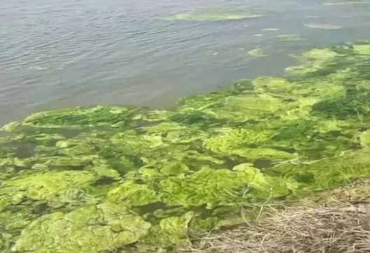 时间不等人!清明节将至:池塘里还有青苔的养殖户要抓紧处理了!