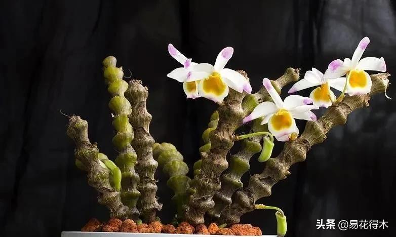 条状石斛和钉状石斛的区别,翅梗石斛与黑毛石斛的区别