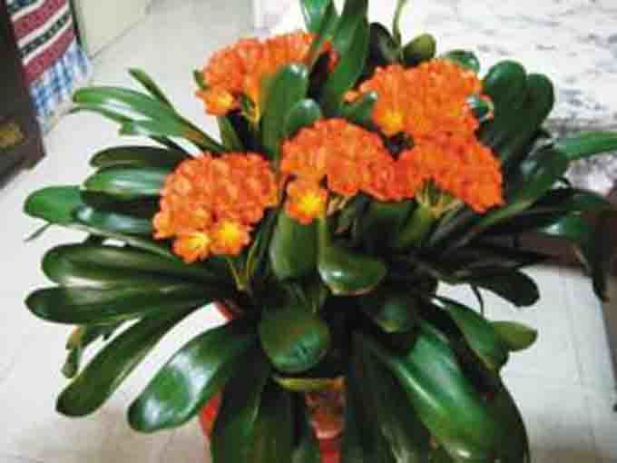 淘米水加果皮养花,淘米水加肥料