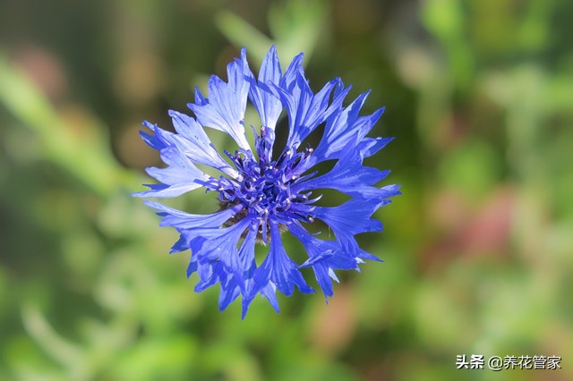 蓝色花卉矢车菊,最名贵的蓝色矢车菊