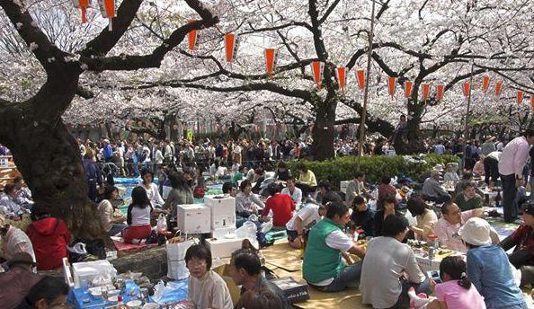 动漫中樱花的意义,日本动漫中樱花文化