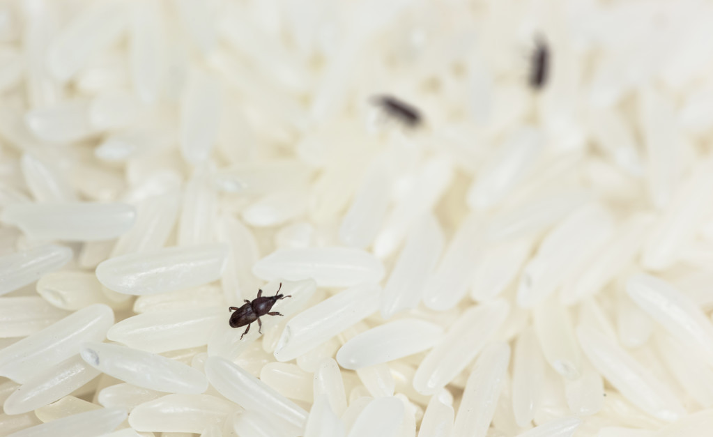粮食生虫了全屋小飞虫如何驱赶,防止粮食生虫最好方法