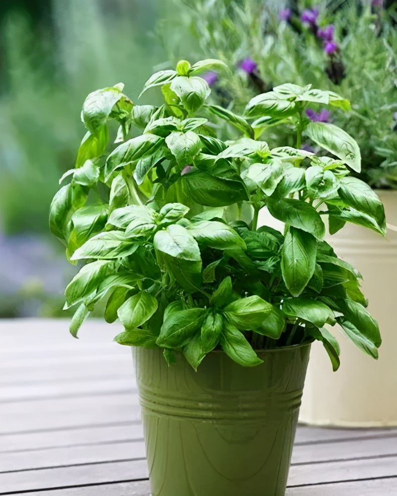 香草罗勒种子,香草降糖草苗