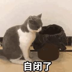 今日表情包第三弹图片,今日表情包收藏