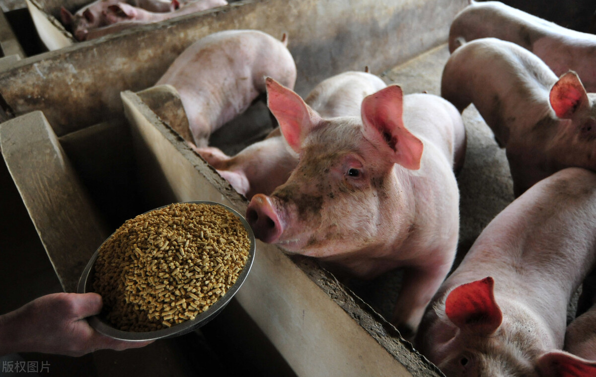 猪价6周回落的预兆,6月猪价是跌还是涨