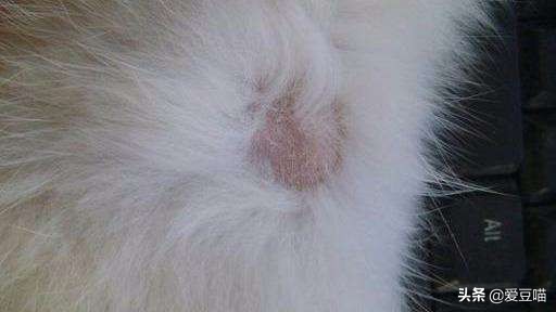 猫癣反反复复老不好？铲屎官别崩溃，简单3招可教你永久搞定猫癣