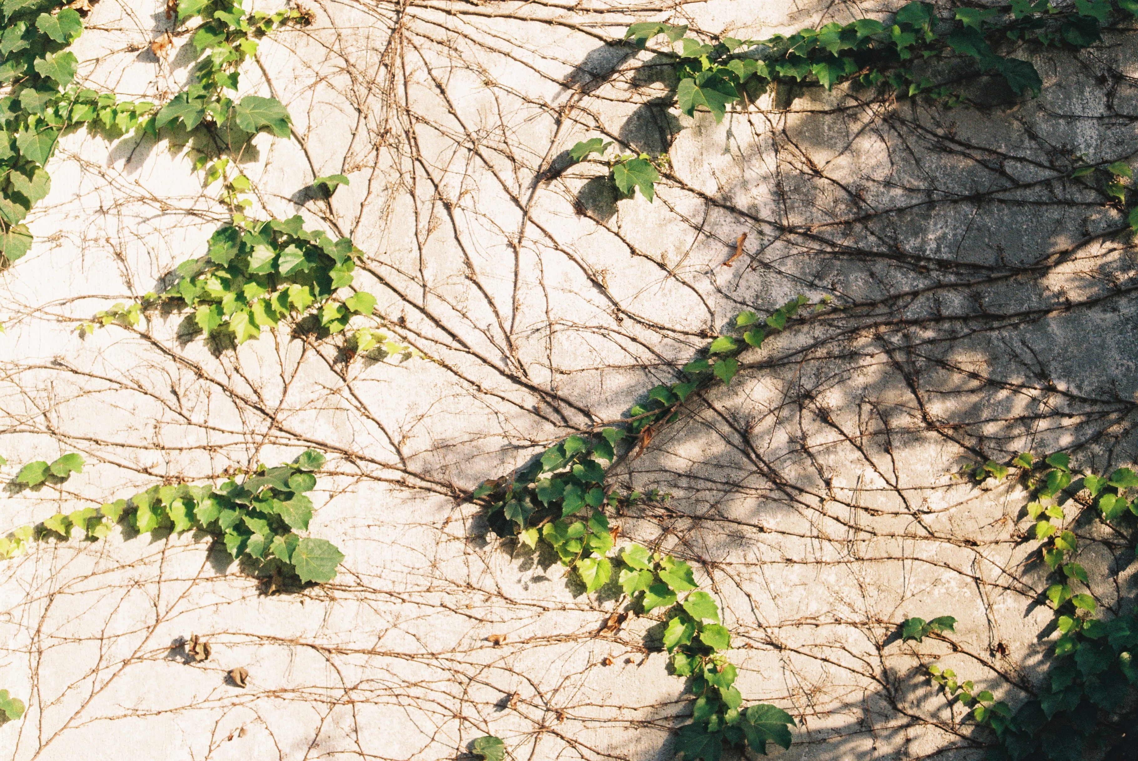 胶片拍出来不晒是什么样子的,日系胶片拍摄过程