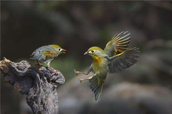 想养一只鸟在自己身边不飞走,最适合当宠物养的鸟