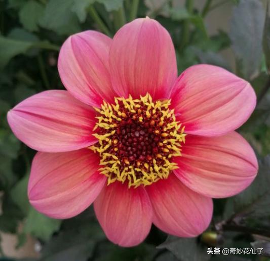 大丽花冬季养护，做到这几点，可以让它轻松安全越冬