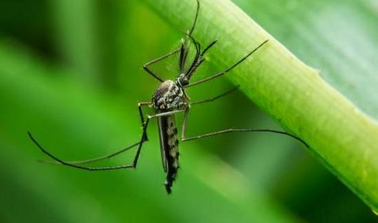 什么蚊香驱蚊效果最好又安全,驱蚊什么靠谱