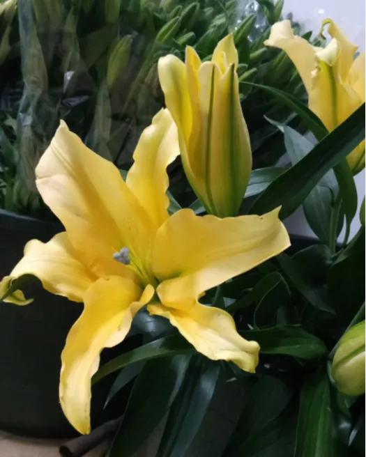 香水百合鲜切花云南鲜花基地,什么颜色的百合最好养活