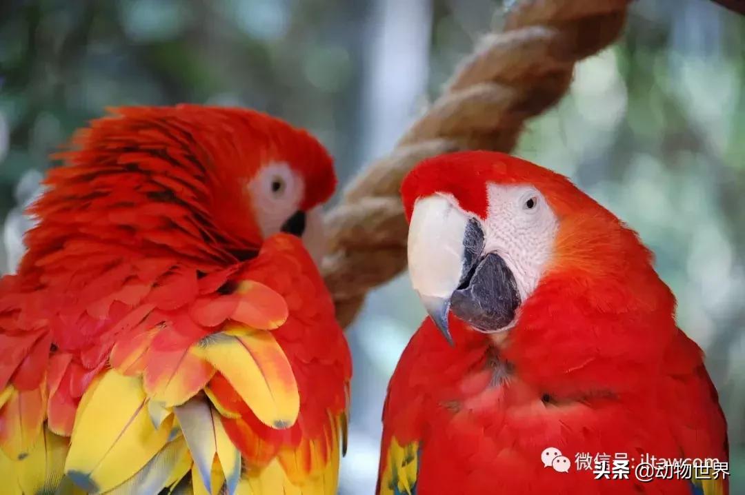 飞翔的彩虹鸟,飞翔的鹦鹉绿幕素材