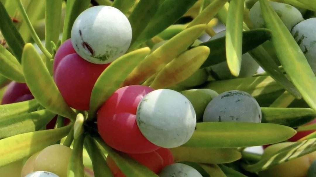 按头安利！5块钱淘宝好物，解决最难搞的收纳问题