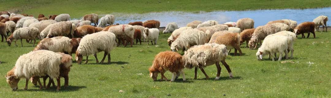 最好吃的羊肉是什么品种羊,正宗新疆羊