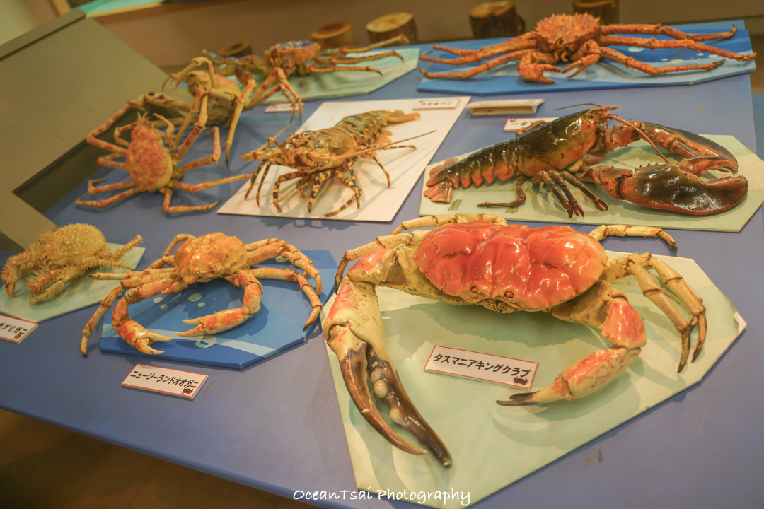 日本游轮游避坑,日本邮轮八天七夜具体行程