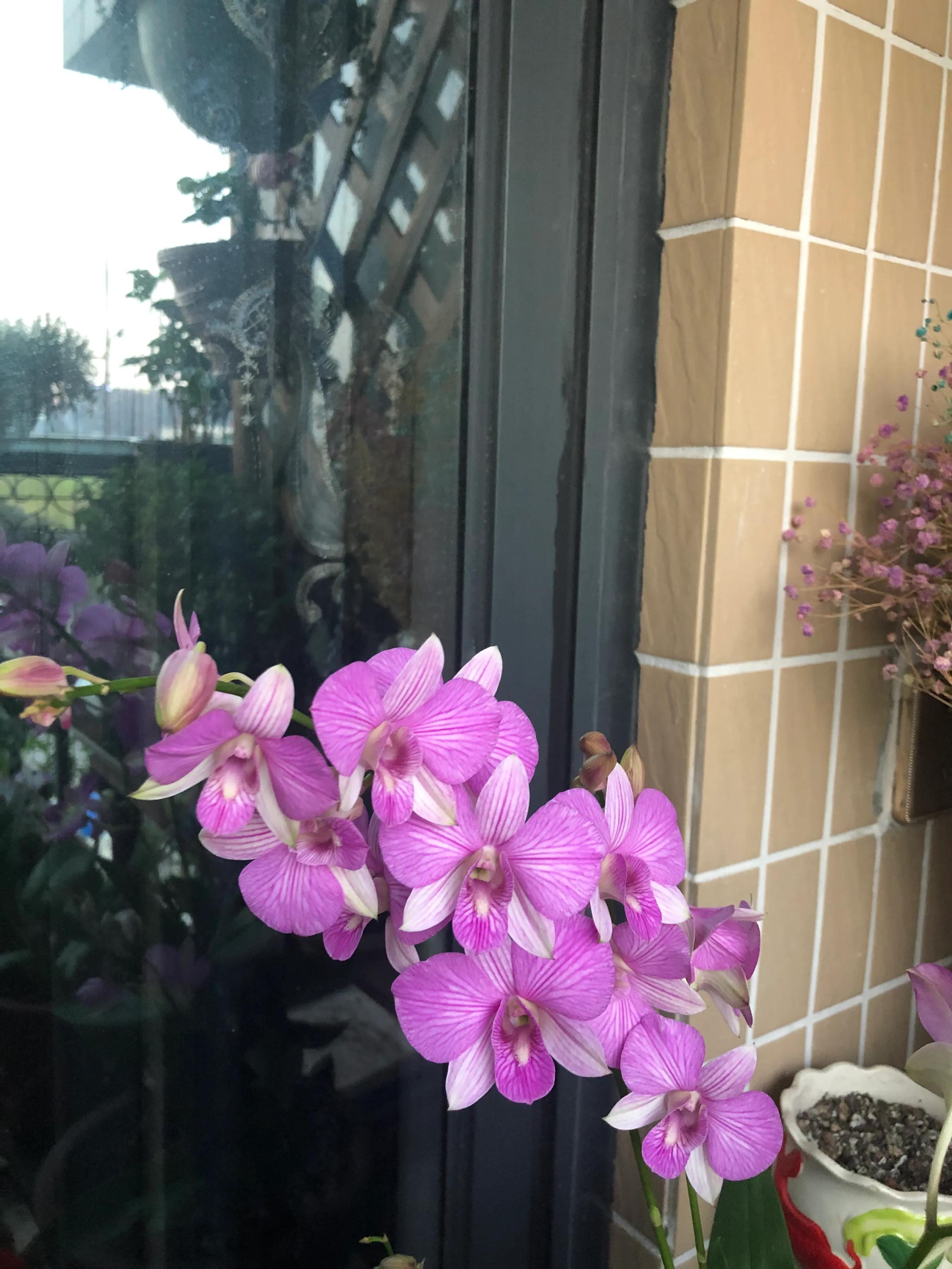 蝴蝶石斛兰怎么养,盆栽里长得像蝴蝶花的是什么花