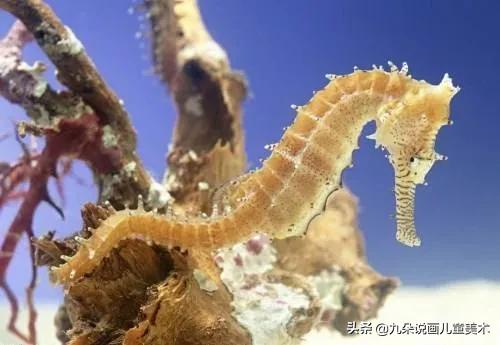 儿童简笔画教宝宝画可爱海马,马克笔画渐变儿童画