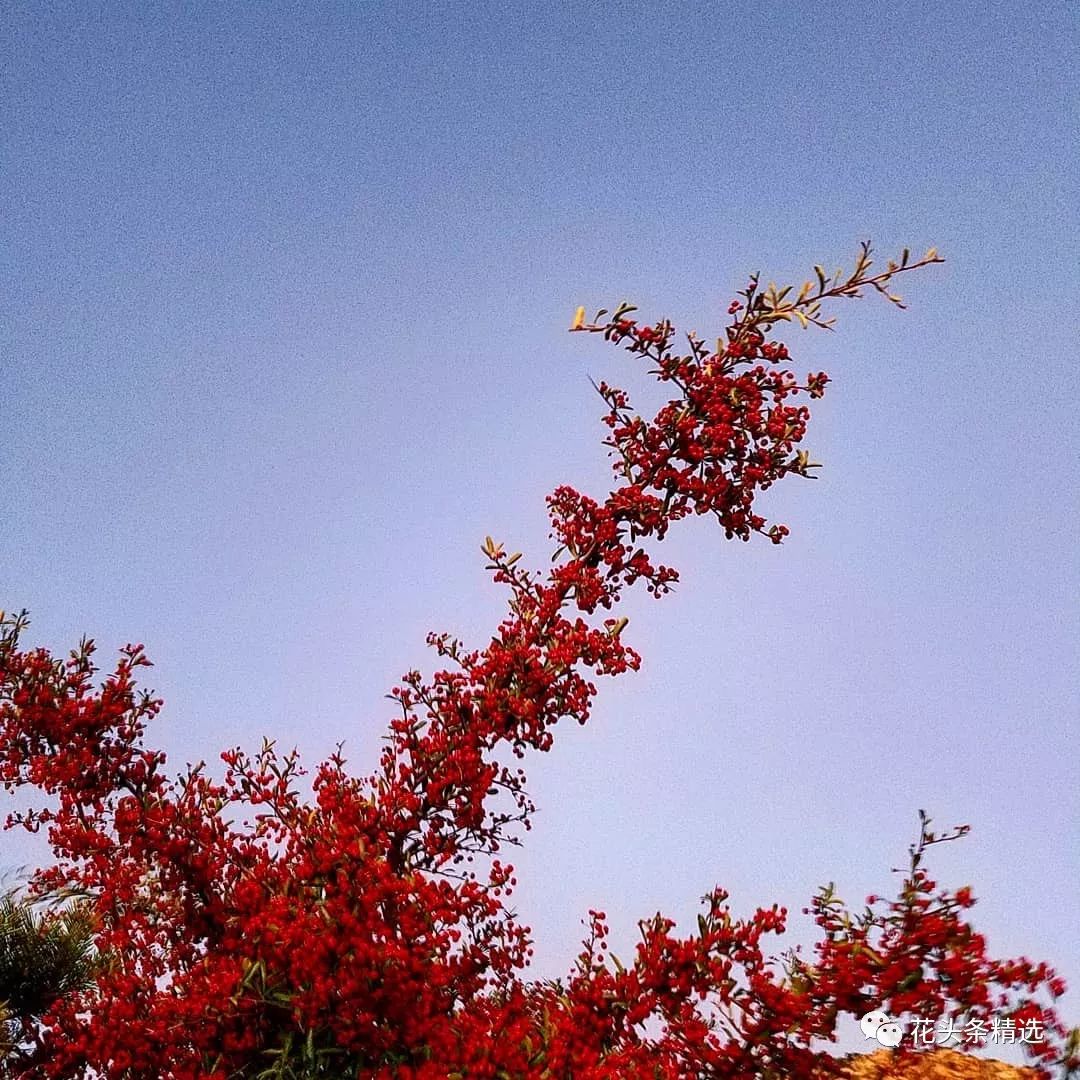 最优质的北美冬青,北美冬青性价比高的