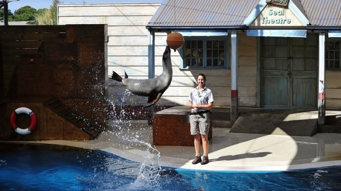 悉尼塔龙加动物园游玩攻略,悉尼塔龙嘉动物园游记