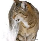 为什么猫咪沉迷吃手指,猫咪为啥沉迷红点