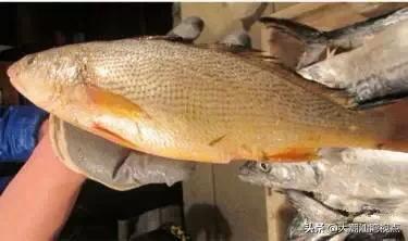 作为潮汕人，这89种海鲜你都能对上号吗