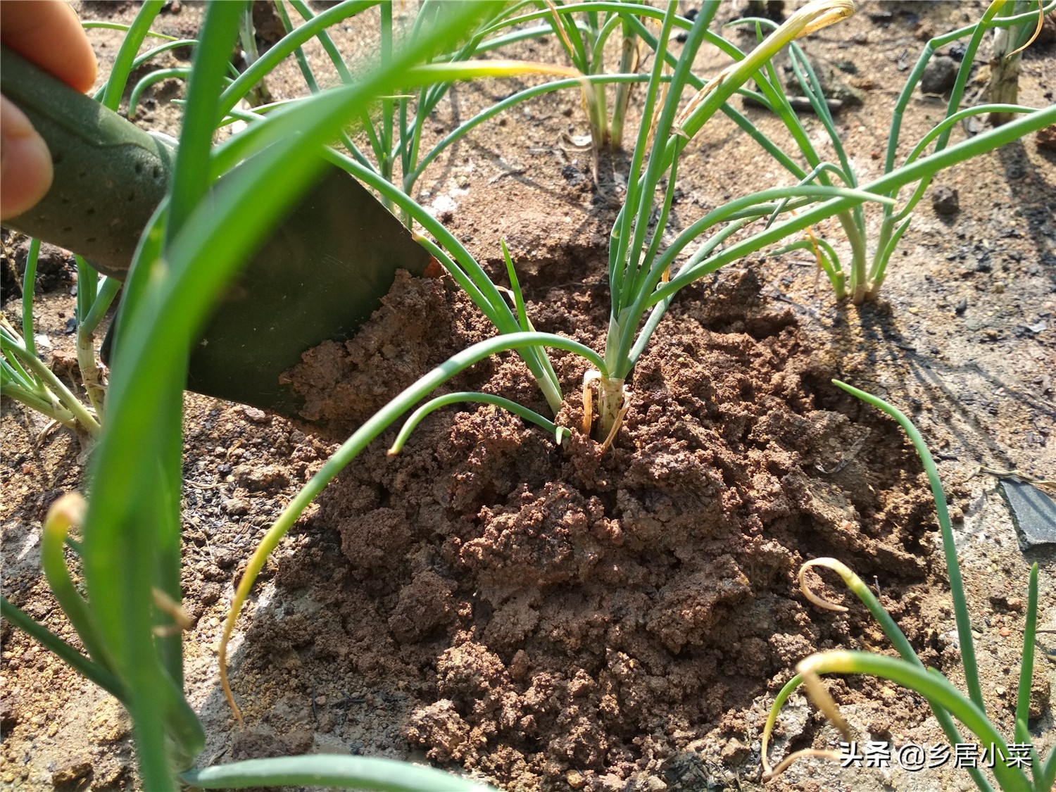 小香葱和葱苗的区别,小香葱幼苗多久才能长得粗壮