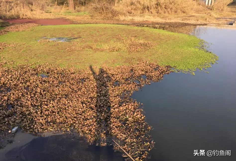 鱼塘放鸡粪为什么钓不到鱼,鱼塘里的鱼反复钓为什么不受伤