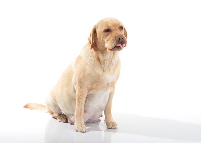 狗狗怀孕的时候会出现什么症状,如何避免狗狗意外怀孕