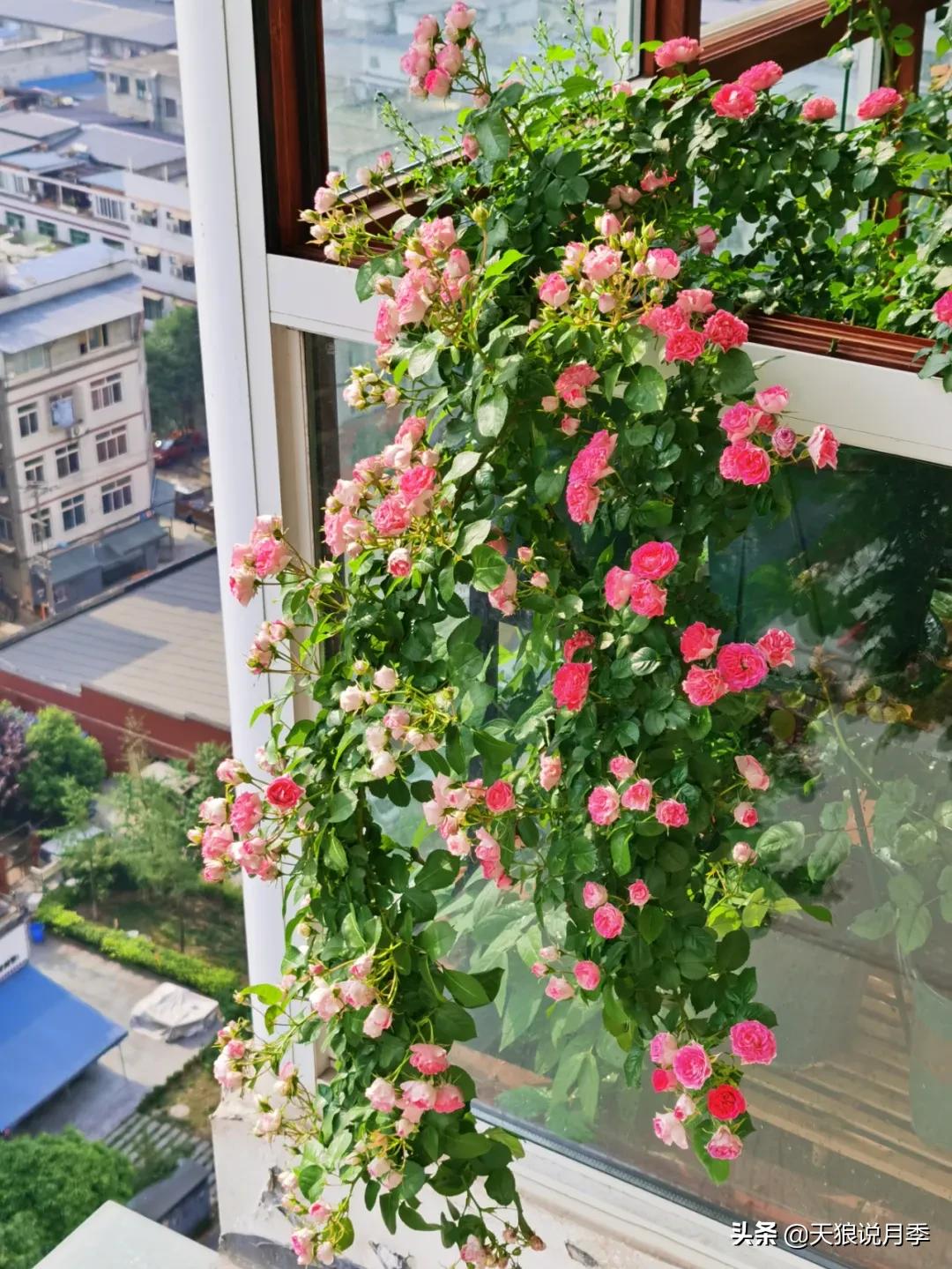 阳台还可以种植什么花种,阳台上也可以种出好看的花