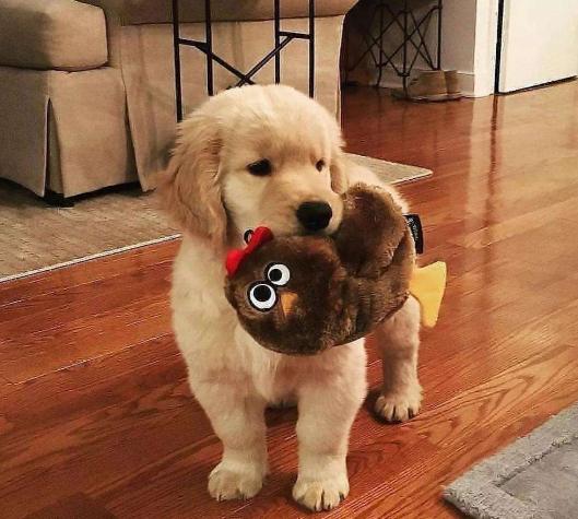 小狗爱咬花怎么处理,小狗爱咬脚怎么办