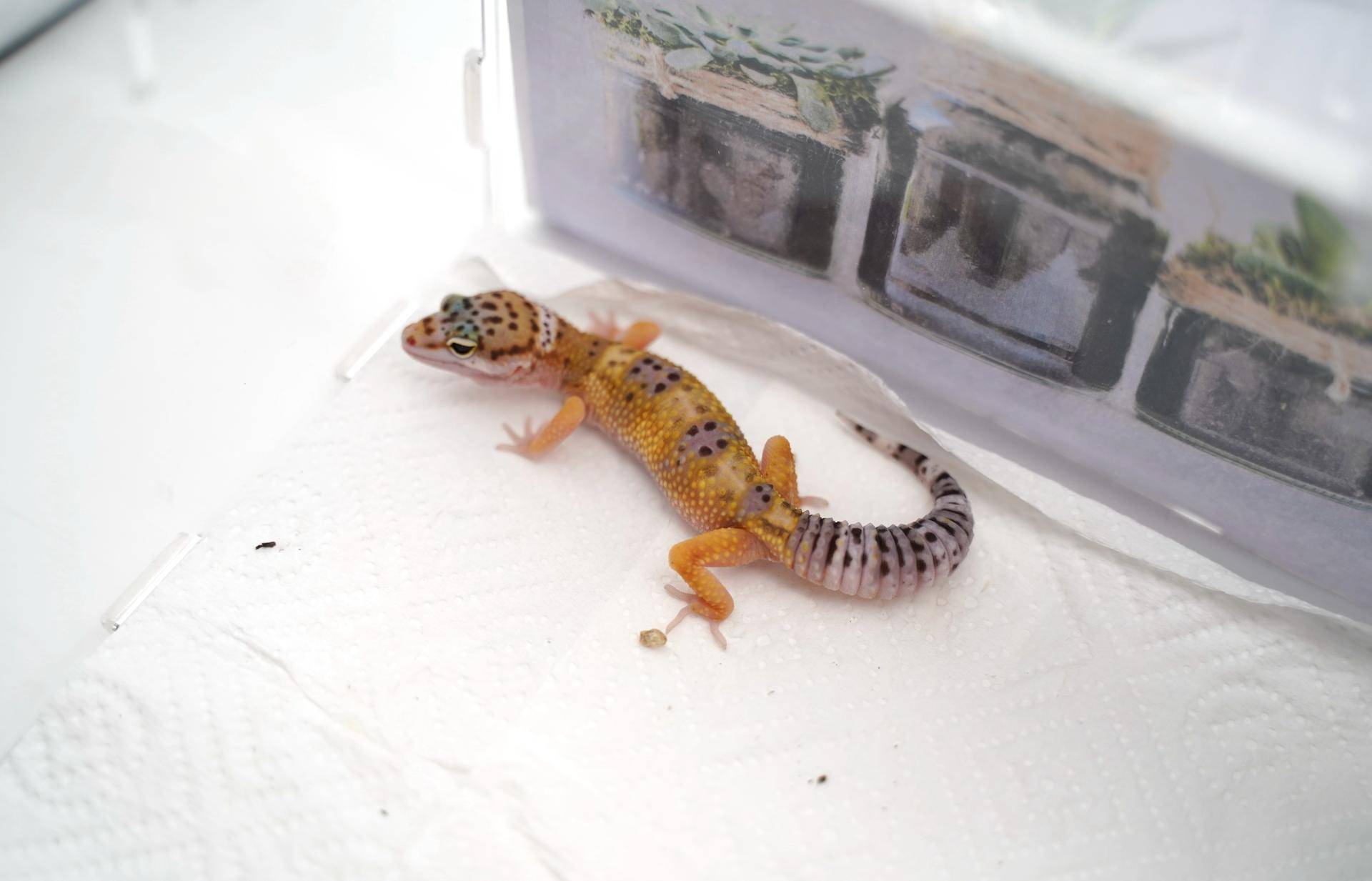 饲养可爱又呆萌傻傻的豹纹守宫,如何饲养好一只豹纹守宫