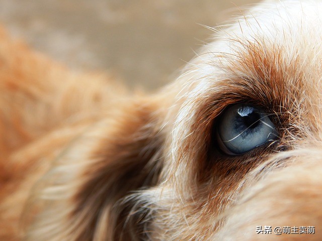 狗狗眼珠子变白了怎么回事如何判断狗狗眼球变白原因以及护理