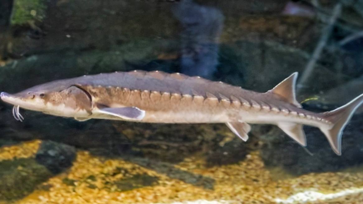 渔民意外捕获300斤达氏鳇,达氏鳇到底生活在哪里