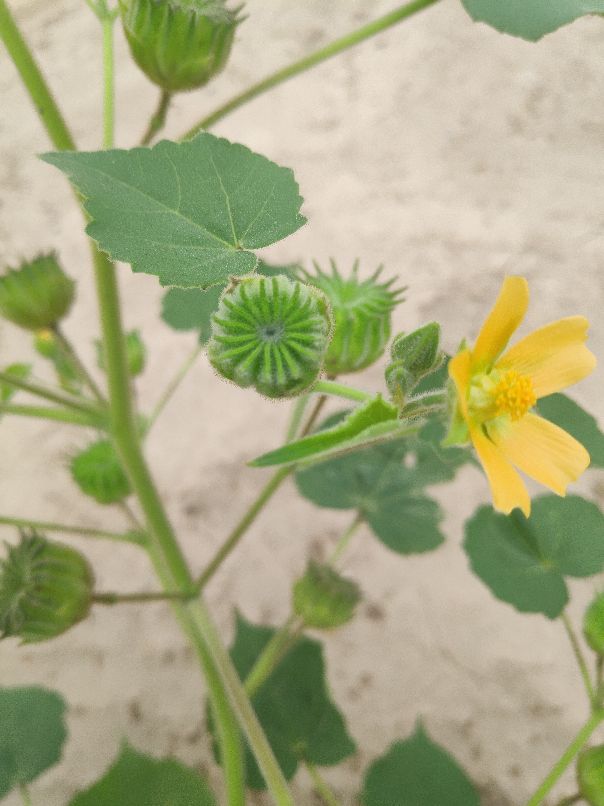 喜事送羊,七月初二送羊都送啥