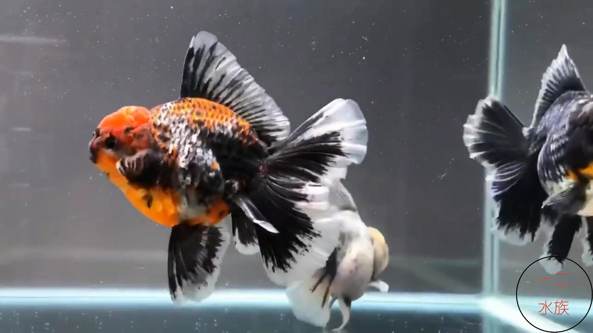 可以和金鱼混养的冷水鱼,热带鱼和金鱼混养会有什么后果