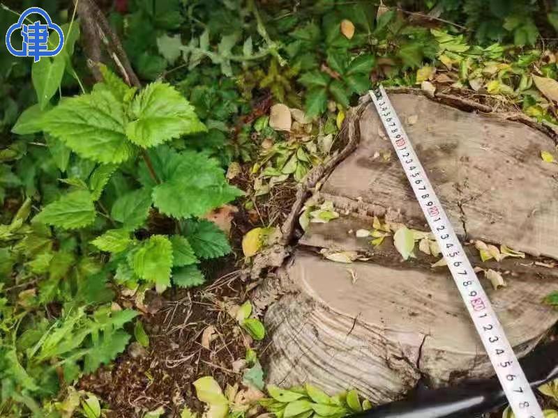 小区种树被砍伐,小区树木被砍伐由谁来处理