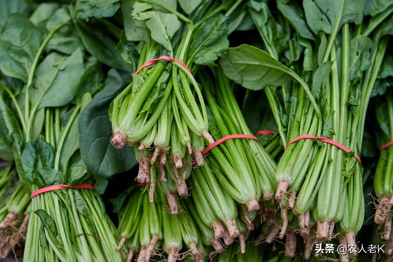 河南豫北地区种植菠菜的最佳时间,现在4月份菠菜怎么种植视频教程