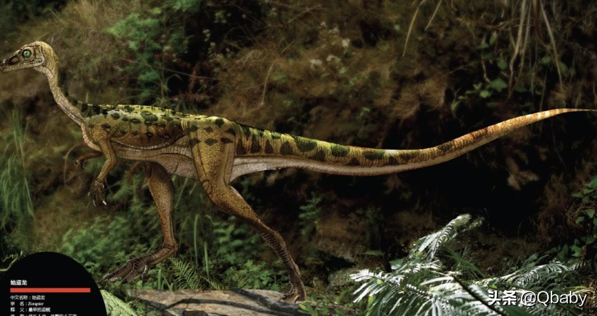 恐龙大百科恐龙探秘,恐龙探秘恐龙化石