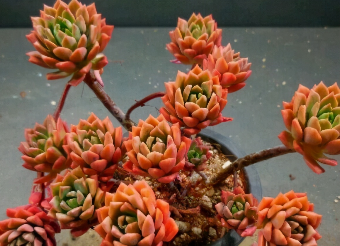 5种好看的多肉,多肉植物超好看白色