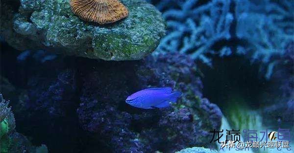 看完别笑,都陪我哭!新人下海开缸的血泪史