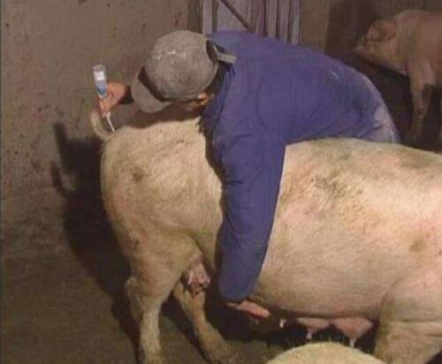 母猪养殖的技术和管理,母猪养殖基础知识和技巧