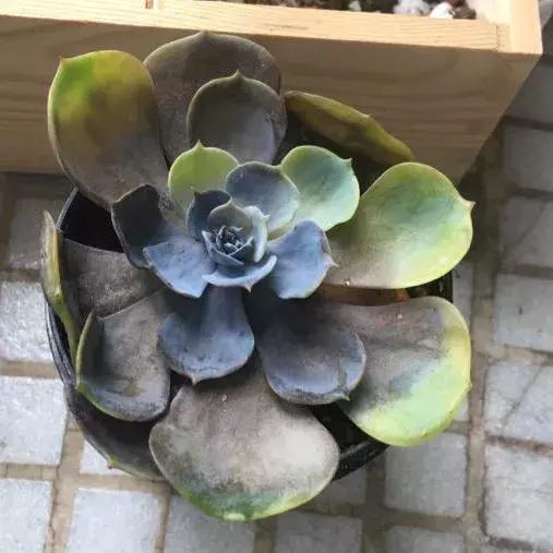 黑腐不用怕，这三种便宜药轻松全解决