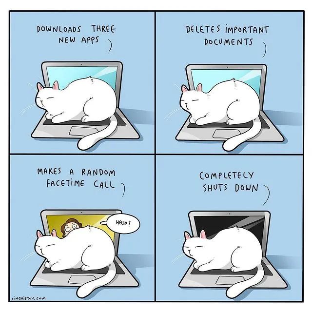 沙雕猫片，笑到床塌！自从做了卑微的铲屎官，比一个人时刺激多了