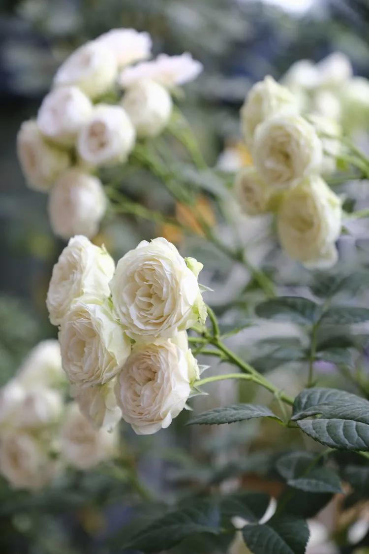 三年前买了套绿地110平三房130万,三年前耗资百万打造小院出售