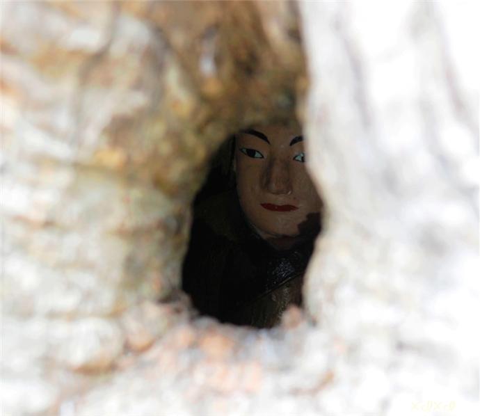 福建千年古树,福建千年古树出现神秘小洞
